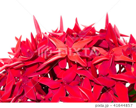Glossy Ixora flower Glossy Ixora flower 41644857