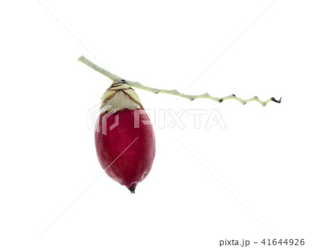Close up of red Manila palm fruit 41644926
