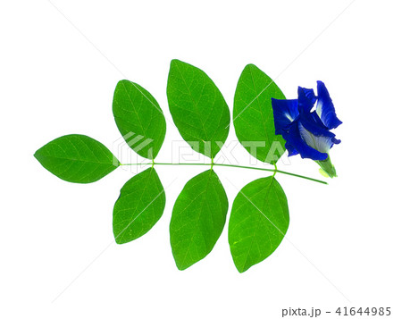 Blue Pea or Butterfly Pea. Blue Pea or Butterfly Pea. 41644985