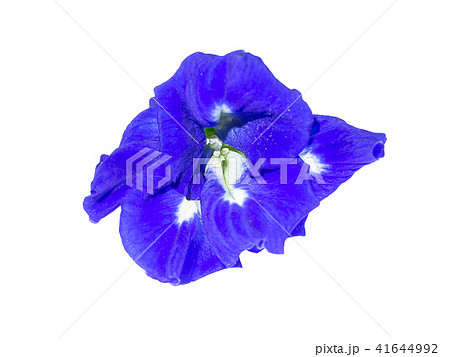 Blue Pea or Butterfly Pea. Blue Pea or Butterfly Pea. 41644992