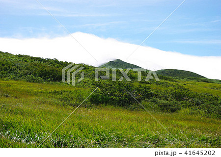 月山八合目・弥陀ヶ原湿原 月山八合目・弥陀ヶ原湿原 41645202