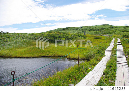 月山八合目・弥陀ヶ原湿原 月山八合目・弥陀ヶ原湿原 41645283