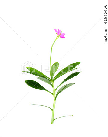 Close up of Talinum paniculatum 41645406