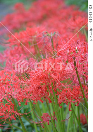 山香町 風の郷 山香町 風の郷 41645438