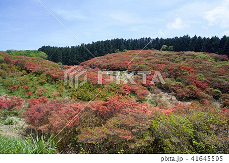 新緑の大和葛城山山頂のつつじの群生(2018年5月) 新緑の大和葛城山山頂のつつじの群生(2018年5月) 41645595