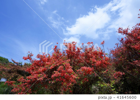 新緑の大和葛城山山頂のつつじの群生（2018年5月） 41645600