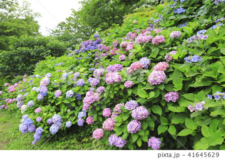 水元公園の紫陽花 東京都葛飾区の写真素材