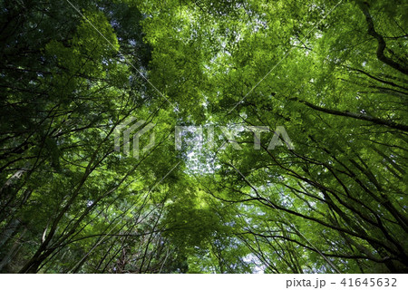 新緑の大和葛城山（2018年5月） 41645632