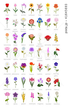 Your garden flowers guide infographic. Top 50 41645693