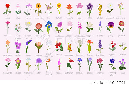 Your garden flowers guide infographic. Top 50 41645701