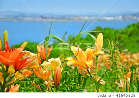 大阪舞洲ゆり園の風景 41645828