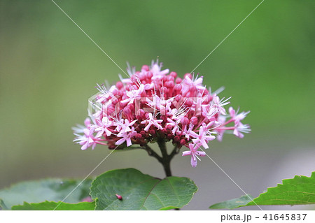 ボタンクサギの花 ボタンクサギの花 41645837