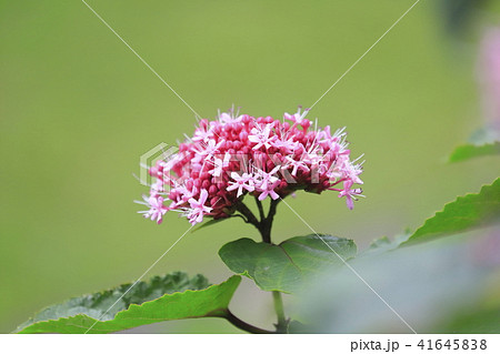 ボタンクサギの花 ボタンクサギの花 41645838