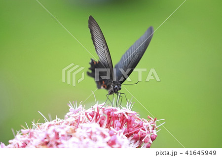 ボタンクサギの花とクロアゲハ 41645949