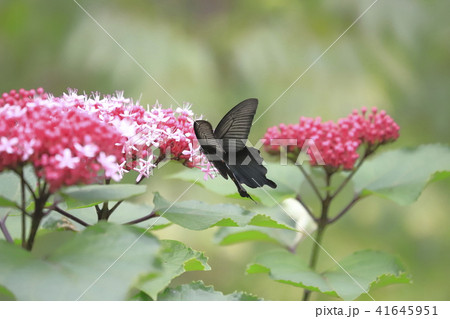 ボタンクサギの花とクロアゲハ 41645951