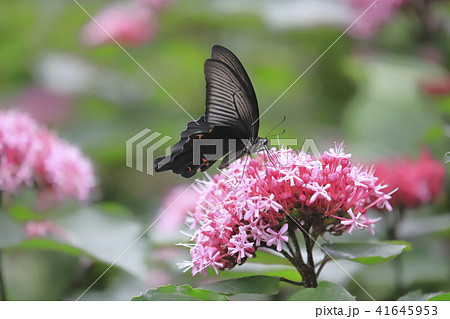 ボタンクサギの花とクロアゲハ 41645953