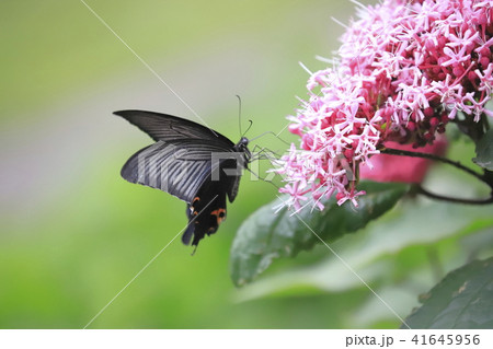ボタンクサギの花とクロアゲハ 41645956