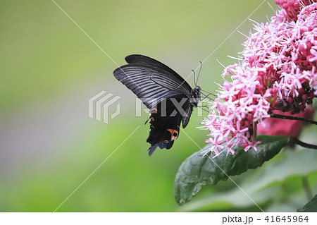 ボタンクサギの花とクロアゲハ 41645964
