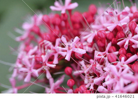ボタンクサギの花 マクロレンズ ボタンクサギの花 マクロレンズ 41646021