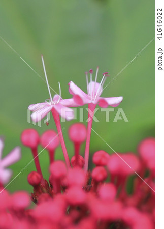 ボタンクサギの花　　マクロレンズ 41646022