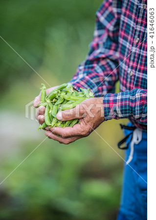 Senior farmer holding in her hans fresh peas 41646063