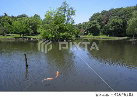 夏の横浜市こども自然公園 中池と錦鯉の写真素材