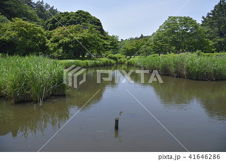 夏の横浜市こども自然公園、大池 41646286