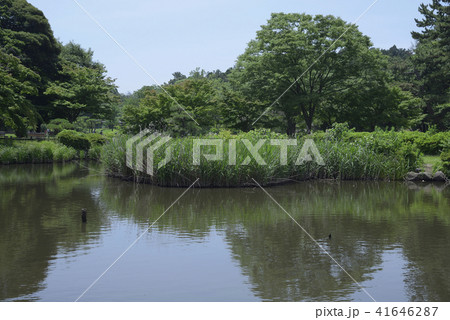 夏の横浜市こども自然公園、大池 41646287