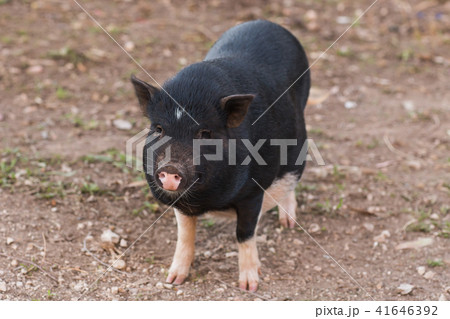 Wild black boar or pig close up. Wildlife in natural habitat Wild black boar or pig close up. Wildlife in natural habitat 41646392