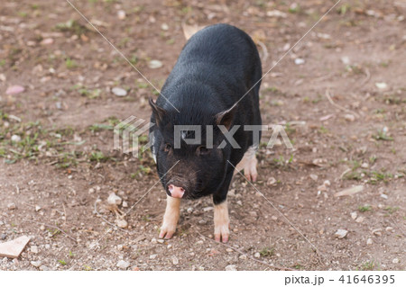 Wild black boar or pig close up. Wildlife in natural habitat 41646395