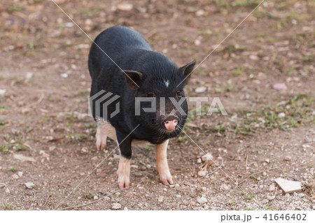 Wild black boar or pig. Wildlife in natural habitat Wild black boar or pig. Wildlife in natural habitat 41646402