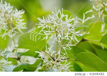 なんじゃもんじゃの花(ヒトツバタゴ) なんじゃもんじゃの花(ヒトツバタゴ) 41646482