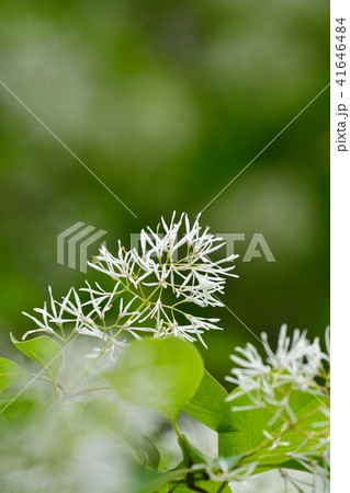 なんじゃもんじゃの花（ヒトツバタゴ） 41646484