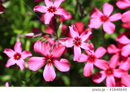 芝桜 芝桜 41646640