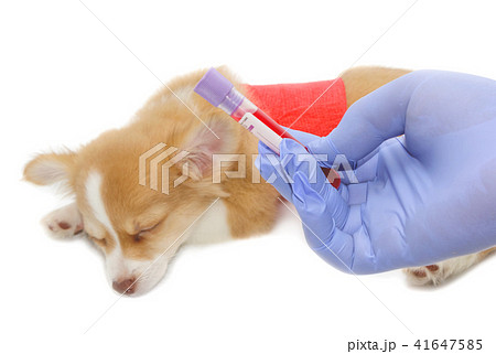 Doctor examining puppy dog in vet clinic Doctor examining puppy dog in vet clinic 41647585