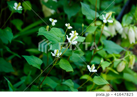 ドクダミ 41647825