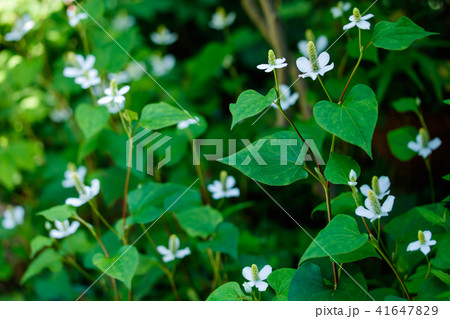 ドクダミ ドクダミ 41647829