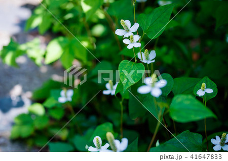 ドクダミ 41647833