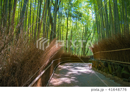 京都・嵯峨嵐山 竹林の小径 41648776