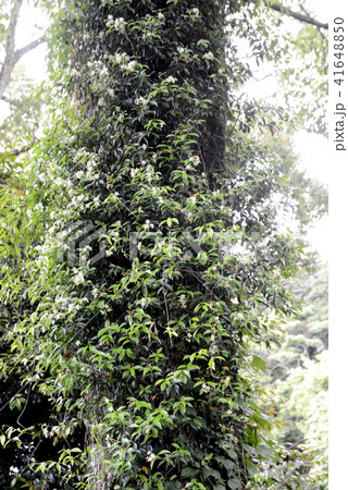 テイカズラ テイカズラ 41648850