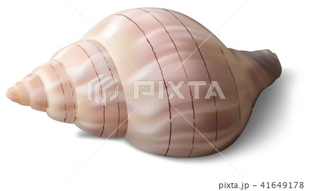 Isolated Shell on a White Background 41649178