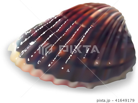 Colorful Clam on a White Background Colorful Clam on a White Background 41649179