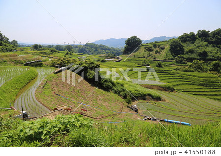 下赤阪の棚田 (日本の棚田百選) 大阪府千早赤阪村 下赤阪の棚田 (日本の棚田百選) 大阪府千早赤阪村 41650188