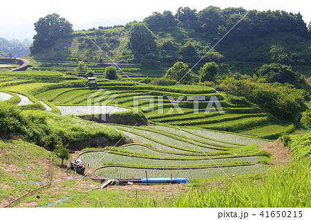 下赤阪の棚田 日本の棚田百選 大阪府千早赤阪村の写真素材