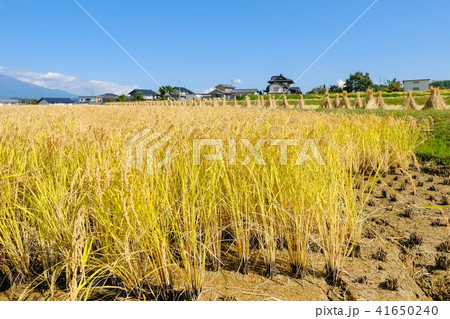 秋の農村風景 秋の農村風景 41650240