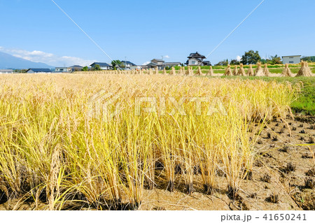 秋の農村風景 41650241