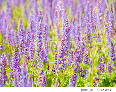 blooming Woodland Sage 41650431