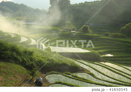 下赤阪の棚田 (日本の棚田百選) 大阪府千早赤阪村 41650545