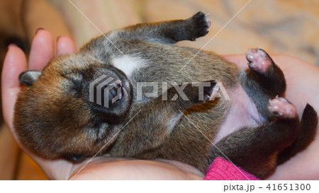 手のひらの上の柴犬の赤ちゃん 手のひらの上の柴犬の赤ちゃん 41651300