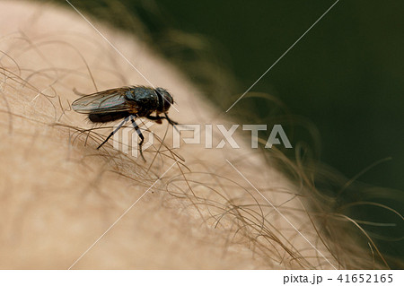 fly sits on human skin. fly sits on human skin. 41652165
